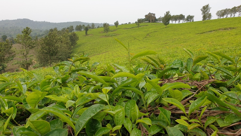 Tea plantation in western Uganda