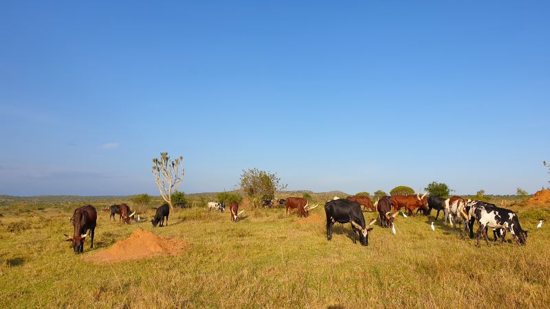 Xtra Longhorn cattle keep the grass short